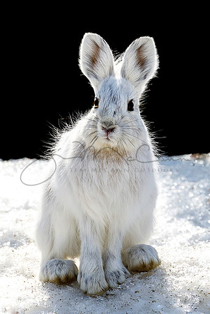 Snowshoe Hare