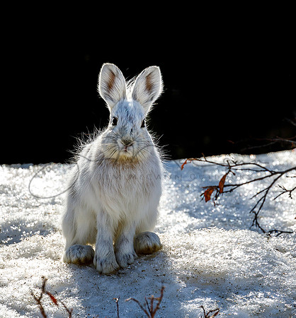 Snowshoe Hare