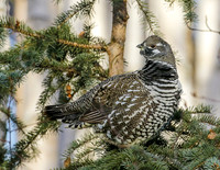 Spruce Grouse