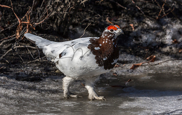 Willow Ptarmigan