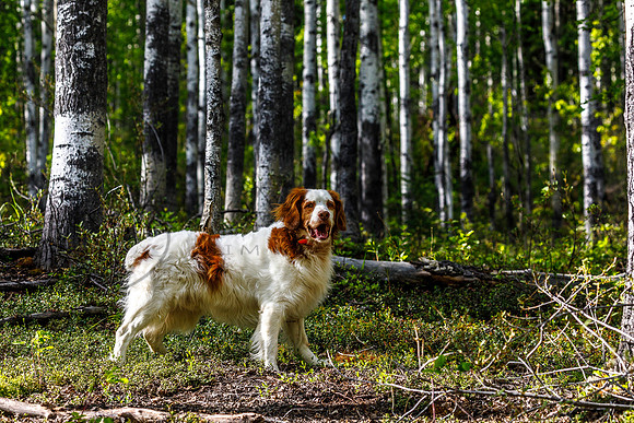 Charlie, American Brittany