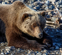 Bears