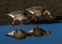 Waterfowl